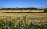 Flowers and Fields