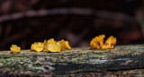 Aleuria aurantia