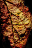 Fall Leaf