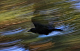 Crow