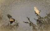 A Pair of Hawks