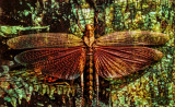 Bug Art