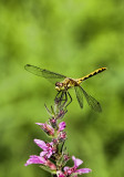 Insects and Fish etc