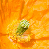 IMG_2695.jpg Poppy 'papaver' - The Garden House - © A Santillo 2010