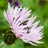 IMG_2701-Edit.jpg Cornflower - The Garden House - © A. Santillo 2010