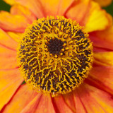 IMG_3611a.jpg Echinacea - The Garden House - © A Santillo 2011