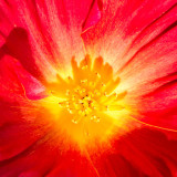 IMG_4572.jpg Poppy 'Papaver' - The Garden House - © A Santillo 2013