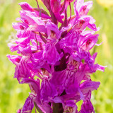 IMG_6964.jpg Marsh Orchid - The Garden House - © A Santillo 2016