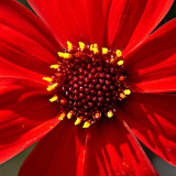 _MG_1780.jpg Dahlia 'Bishop Llandaff' - The Garden House - © A Santillo 2007