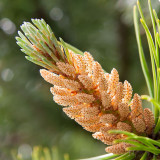 _MG_2209-Edit.jpg Unknown pine cone - The Garden House - © A Santillo 2008