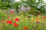 IMG_7462-Edit.jpg Wild flower meadow - The Garden House - © A Santillo 2017