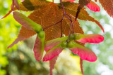 IMG_7473-Edit.jpg Maple 'Acer' - The Garden House - © A Santillo 2017