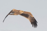 Keizerarend - Eastern Imperial Eagle - Aquila heliaca