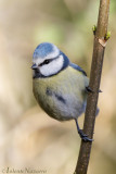 Pimpelmees - Eurasian Blue Tit - Cyanistes caeruleus