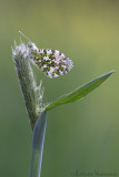 Oranjetipje - Orange tip - Anthocharis cardamines