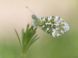 Oranjetipje - Orange tip - Anthocharis cardamines