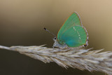 Groentje - Green hairstreak - Callophrys rubi