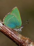Groentje - Green hairstreak - Callophrys rubi