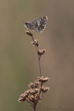 Aardbeivlinder - Grizzled Skipper - Pyrgus malvae