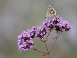 Bleek Blauwtje - Chalkhill Blue - Polyommatus coridon