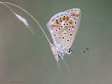Icarusblauwtje - Common Blue - Polyommatus icarus