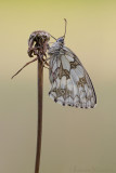 Dambordje - The Marbled White - Melanargia galathea
