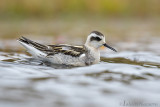 Grauwe Franjepoot - Red-necked Phalarope - Phalaropus lobatus