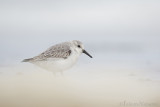 Drieteenstrandloper - Sanderling - Calidris alba