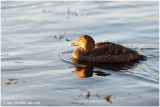 Common eider