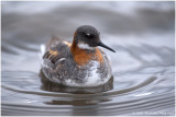 Red-necked pharalope