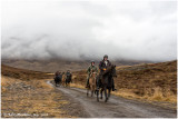 Horses