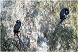 Great Cormorant