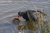 Purple Swamphen. Sultanhøne