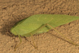 Broad-winged Katydid (Microcentrum rhombifolium )