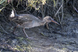 Ridgeway's Rail