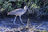Long Billed Curlew