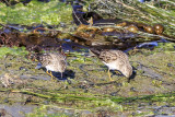 Least Sandpiper