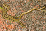 Flatworms (Platyhelminthes)