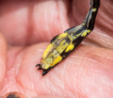 Midland Clubtail detail photos