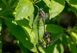 MIDLAND CLUBTAIL - Gomphus fraternus