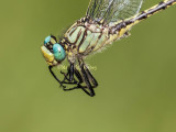 UNICORN CLUBTAIL - Arigogomphus villosipies