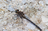 ASHY CLUBTAIL - Gomphus lividus