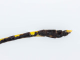 COMMON SANDDRAGON - Progomphus obscurus