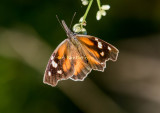 $ American Snout _2MK0969.jpg
