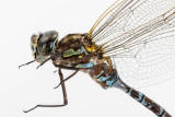 CANADA DARNER - Aeshna canadensis