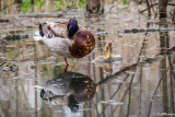 Birds On My Walks