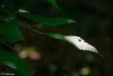 The Presence of Sunlight