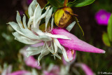 Petals
