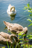 Birds On My Walks