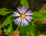 Spring Summer Autumn Flowers